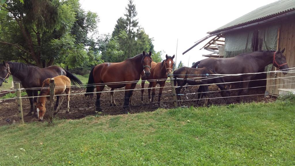 Tourist Farm Znidarjevi Villa Kozljek Luaran gambar